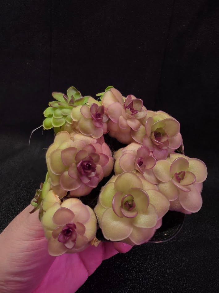 Pinguicula Hanka #08