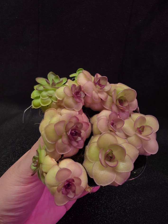 Pinguicula Hanka #08