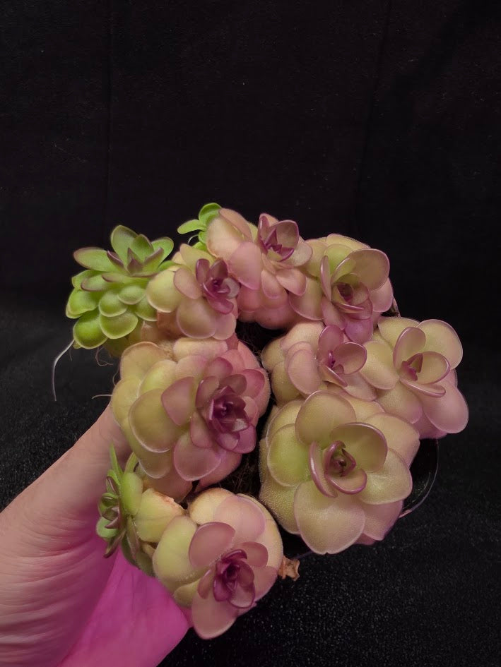 Pinguicula Hanka #08