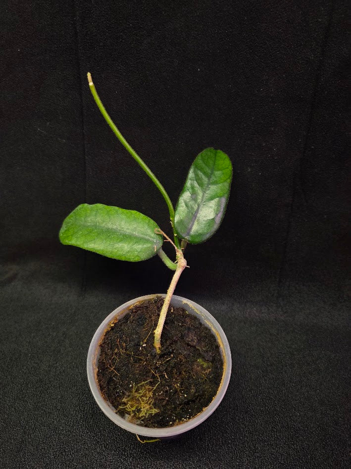 Hoya Globulosa #01