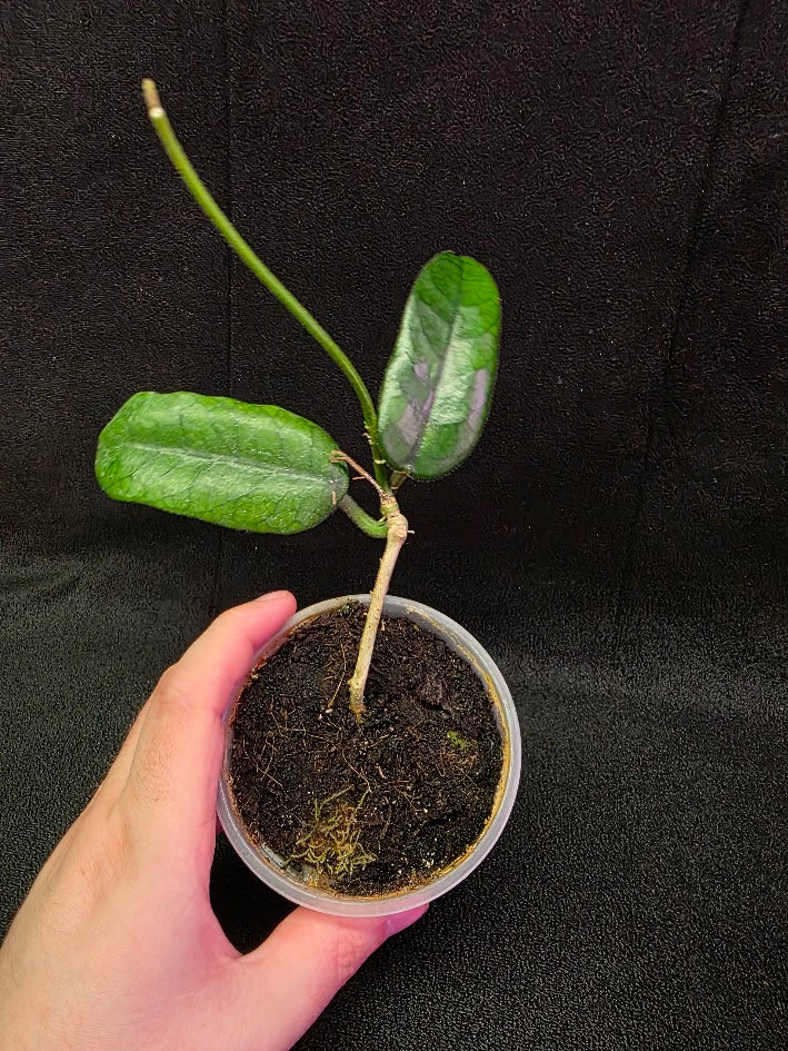 Hoya Globulosa #01