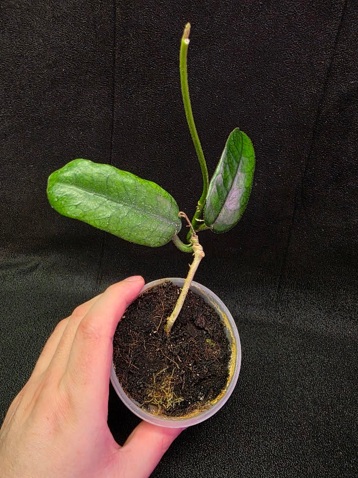 Hoya Globulosa #01