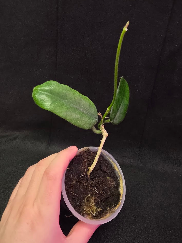 Hoya Globulosa #01