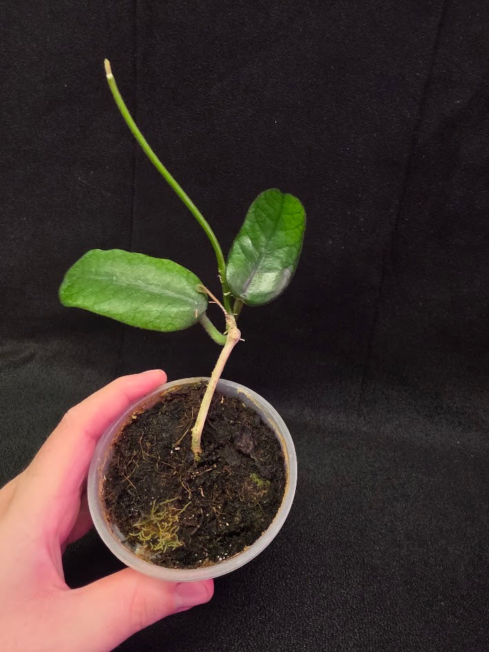Hoya Globulosa #01