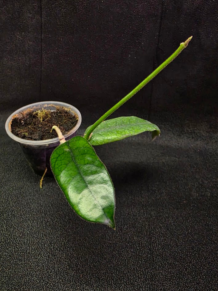 Hoya Globulosa #01