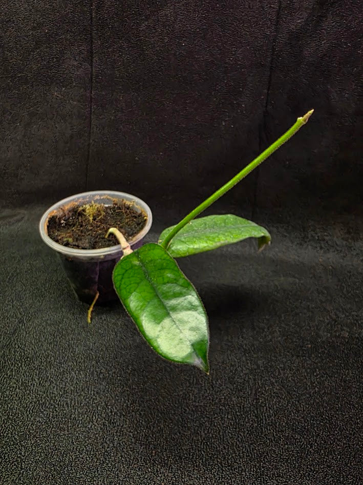 Hoya Globulosa #01