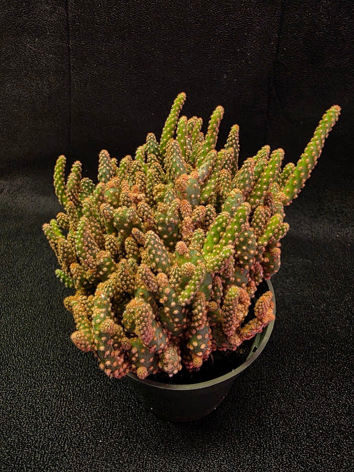 Desert Gem Cactus #01