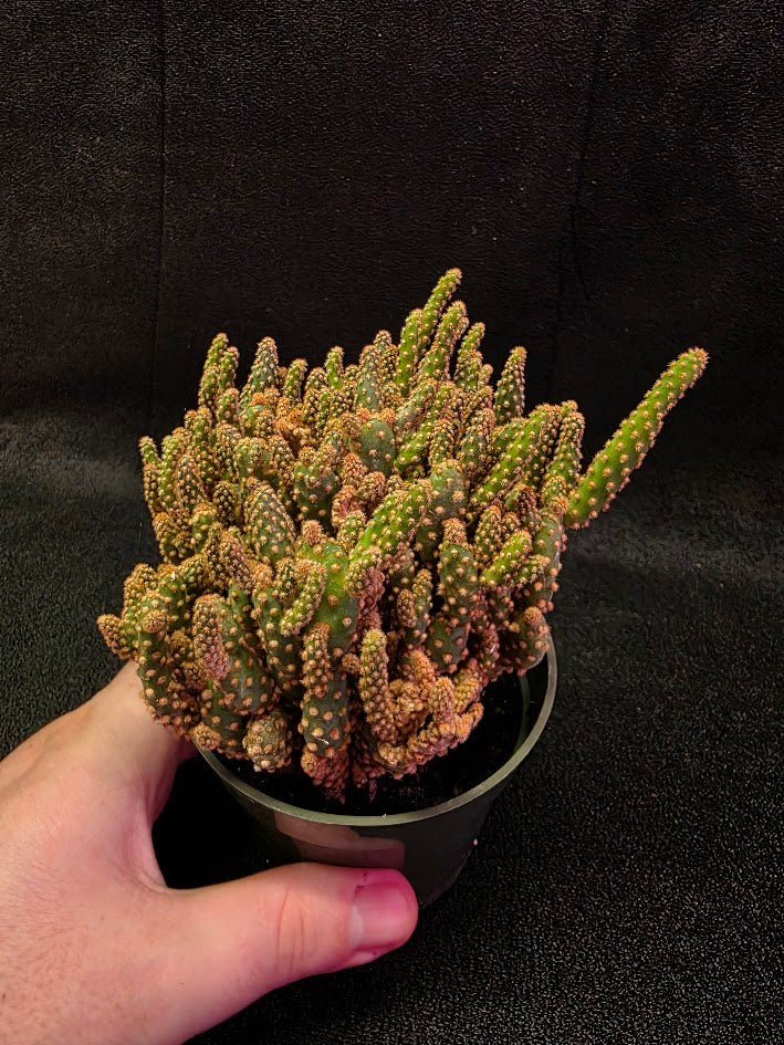 Desert Gem Cactus #01