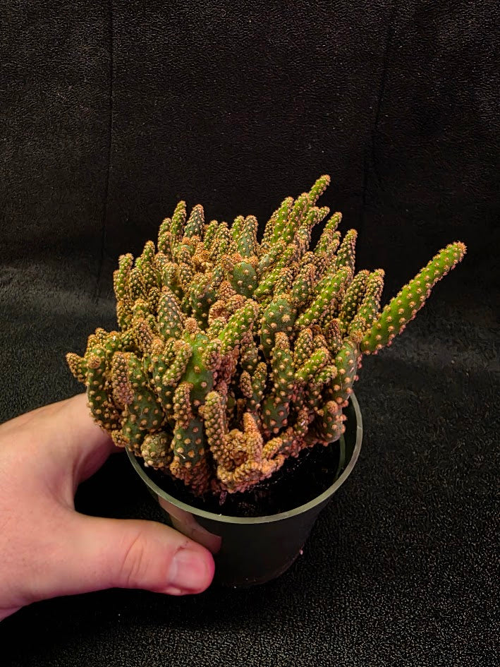 Desert Gem Cactus #01