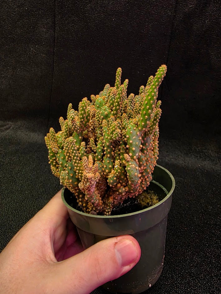 Desert Gem Cactus #01