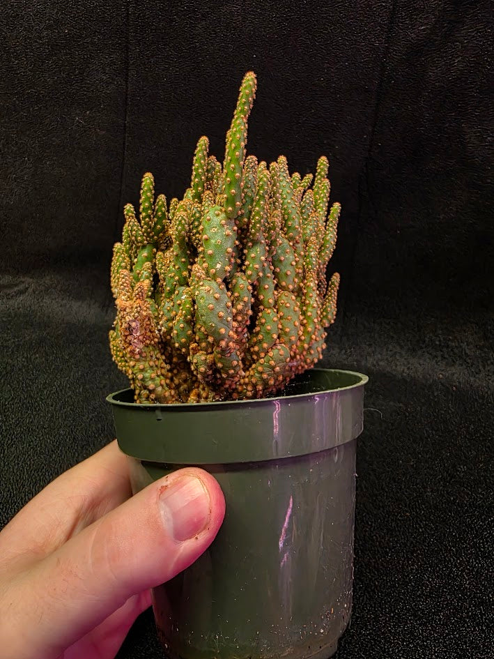 Desert Gem Cactus #01