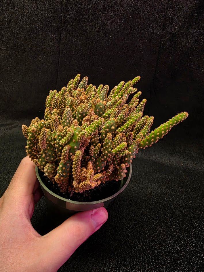 Desert Gem Cactus #01