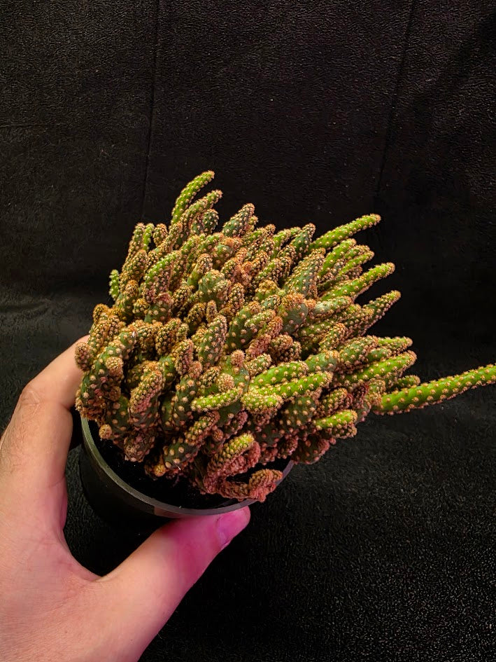 Desert Gem Cactus #01