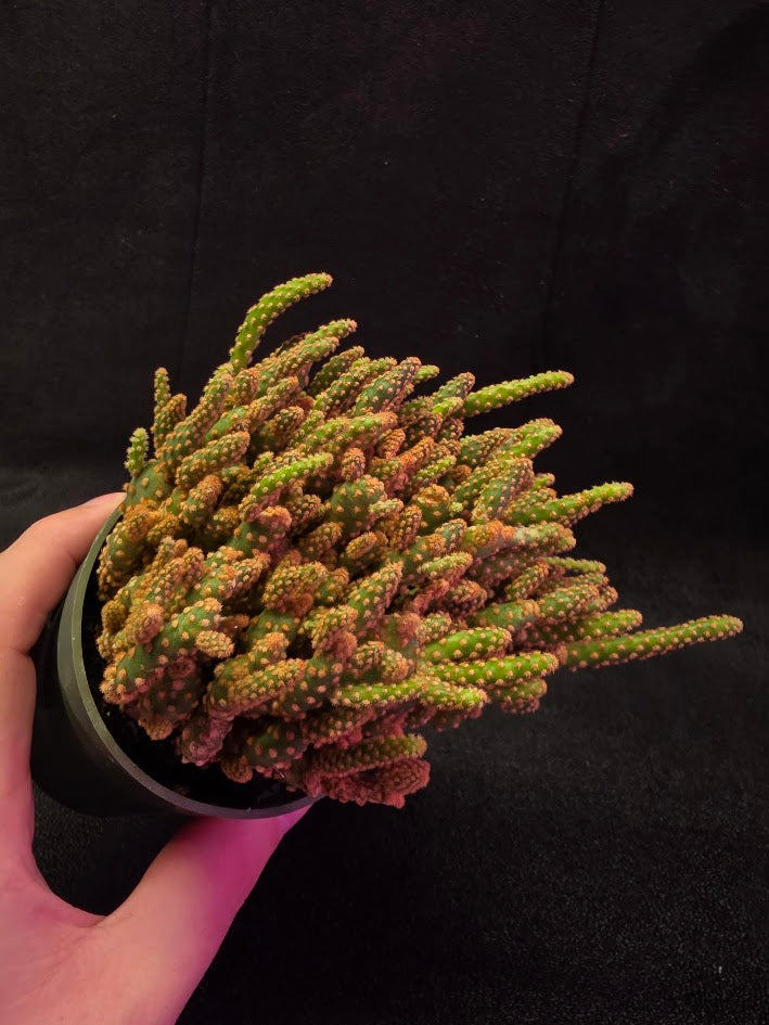 Desert Gem Cactus #01