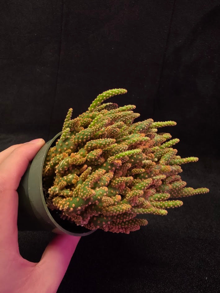 Desert Gem Cactus #01