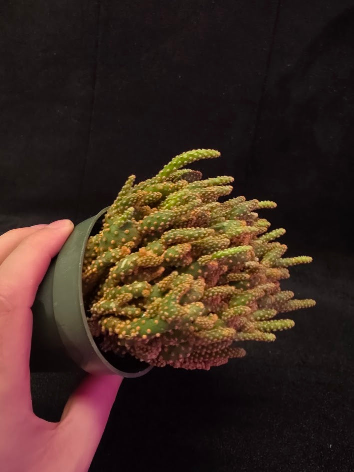 Desert Gem Cactus #01