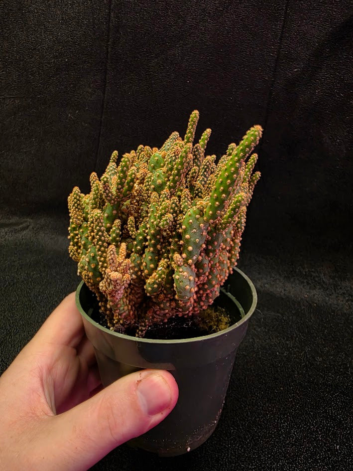 Desert Gem Cactus #01