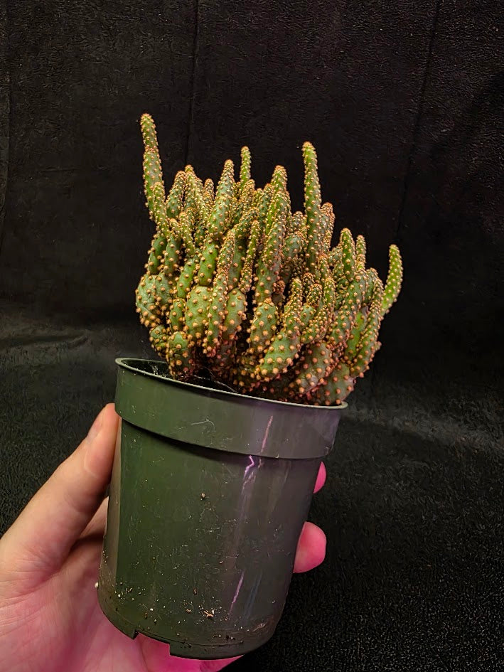 Desert Gem Cactus #01
