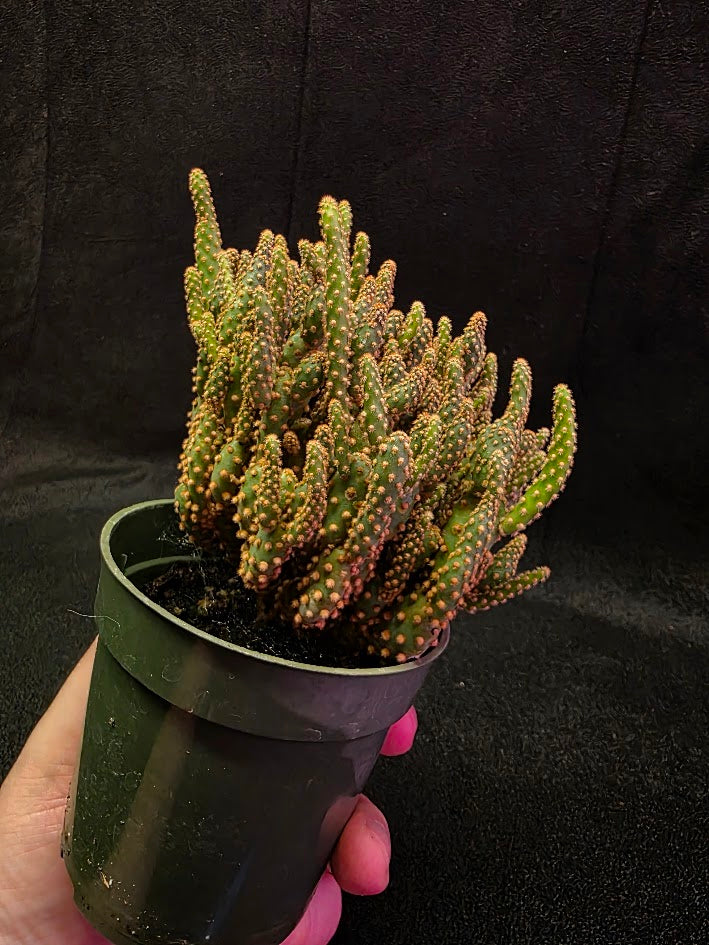 Desert Gem Cactus #01