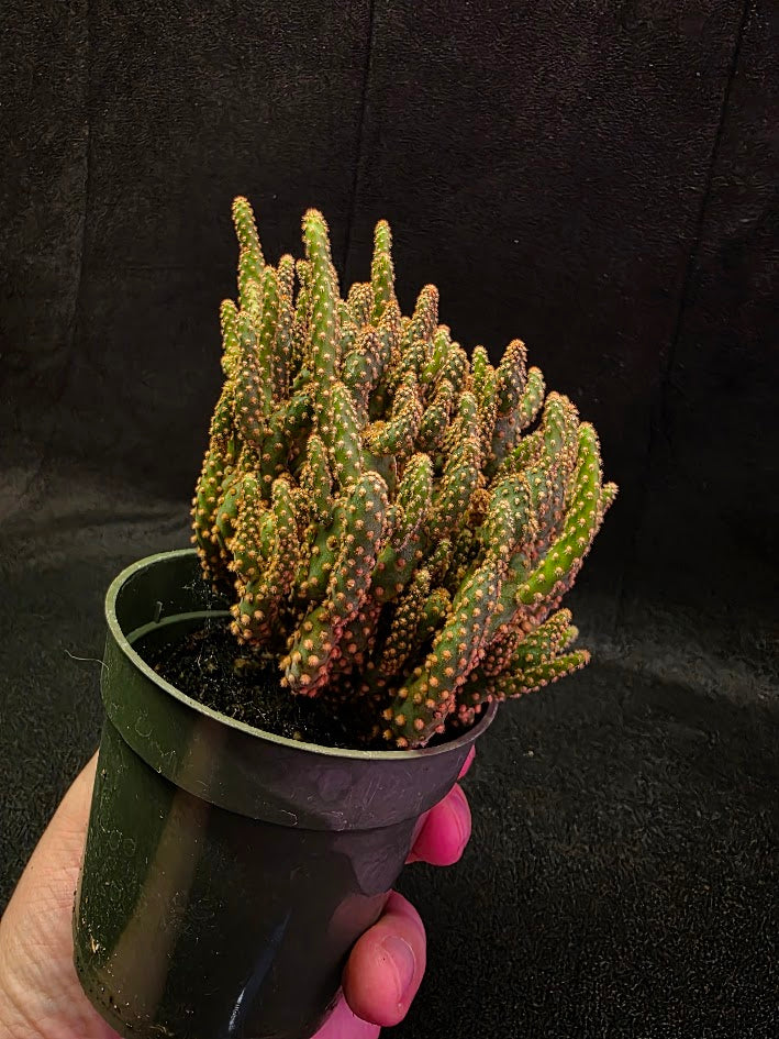 Desert Gem Cactus #01