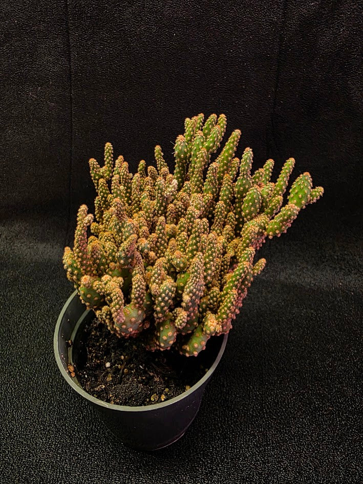 Desert Gem Cactus #02