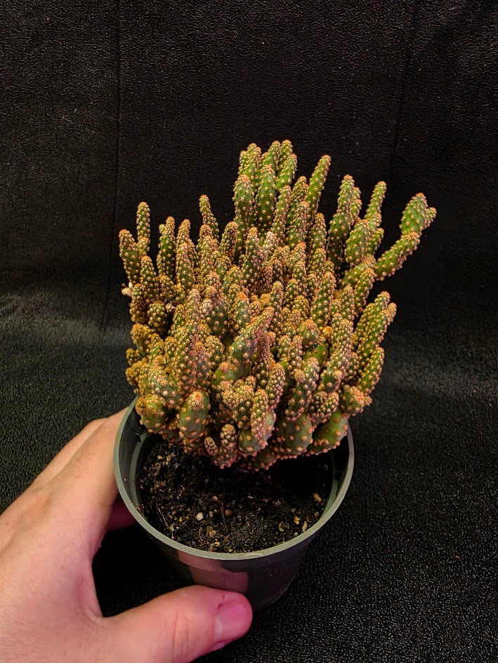 Desert Gem Cactus #02