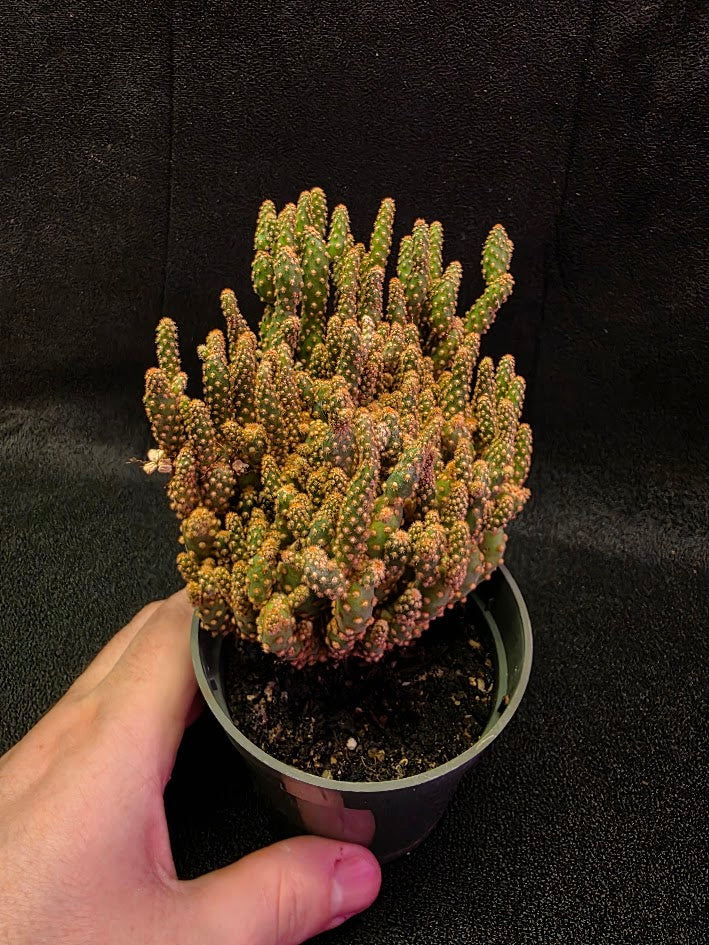 Desert Gem Cactus #02