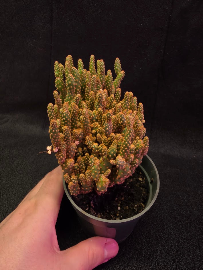 Desert Gem Cactus #02