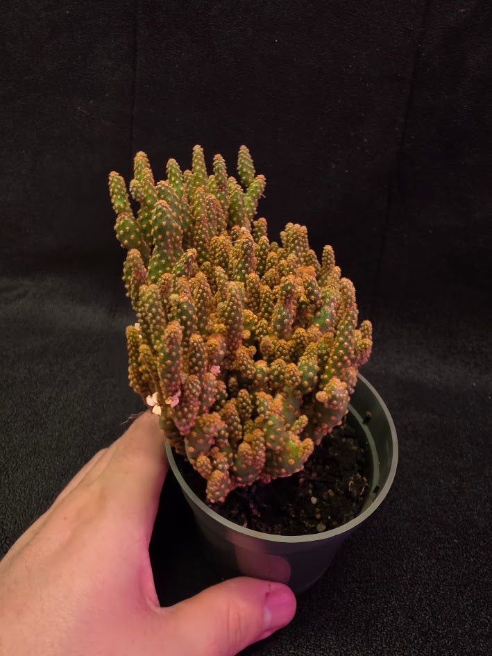 Desert Gem Cactus #02