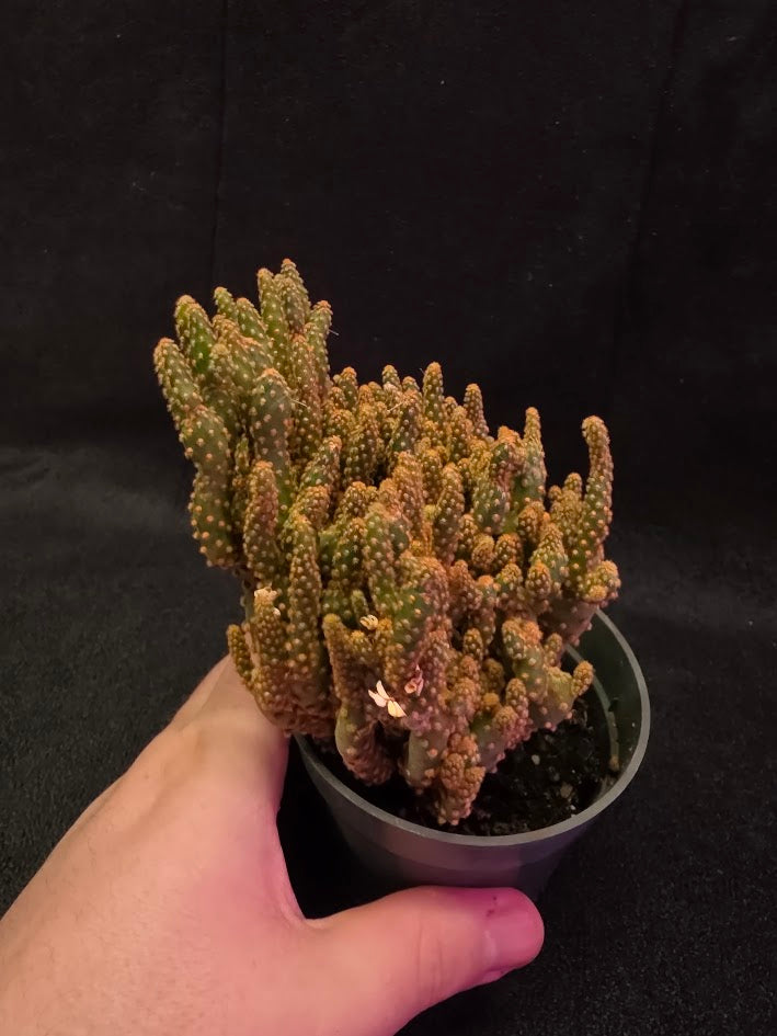 Desert Gem Cactus #02