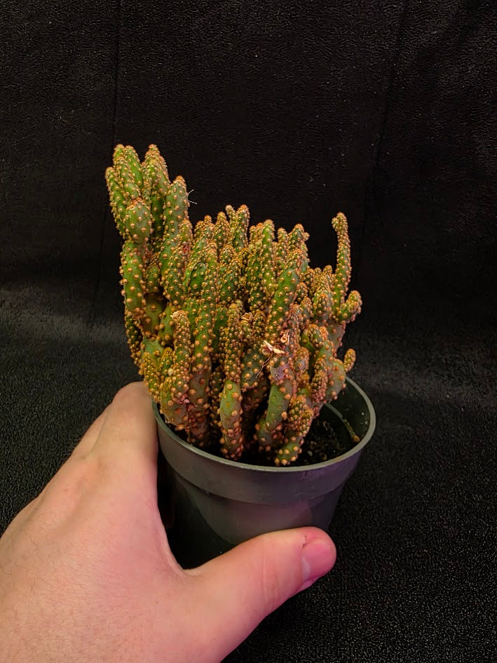 Desert Gem Cactus #02