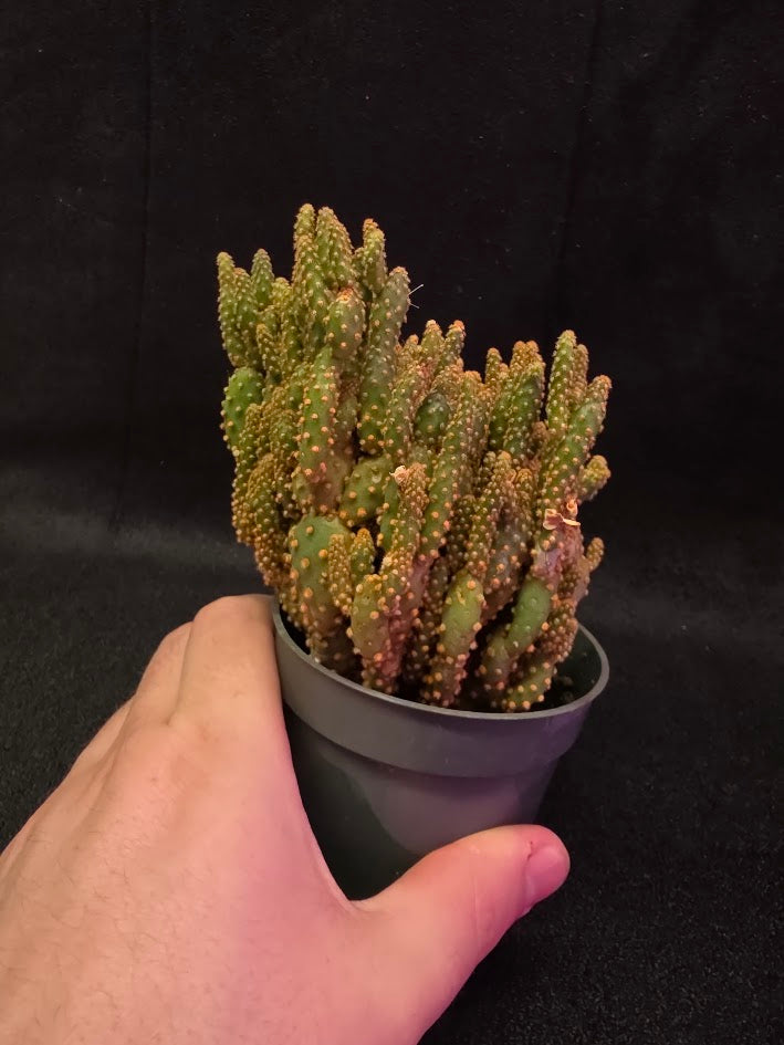 Desert Gem Cactus #02