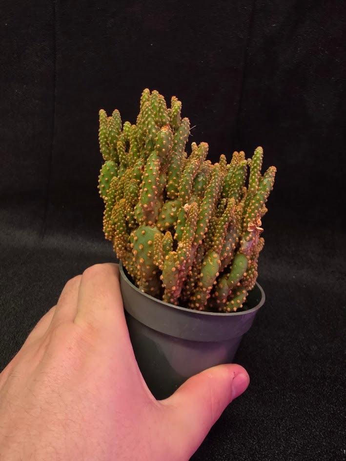 Desert Gem Cactus #02