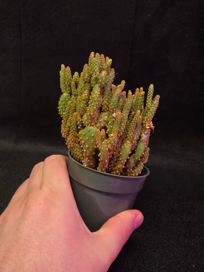 Desert Gem Cactus #02