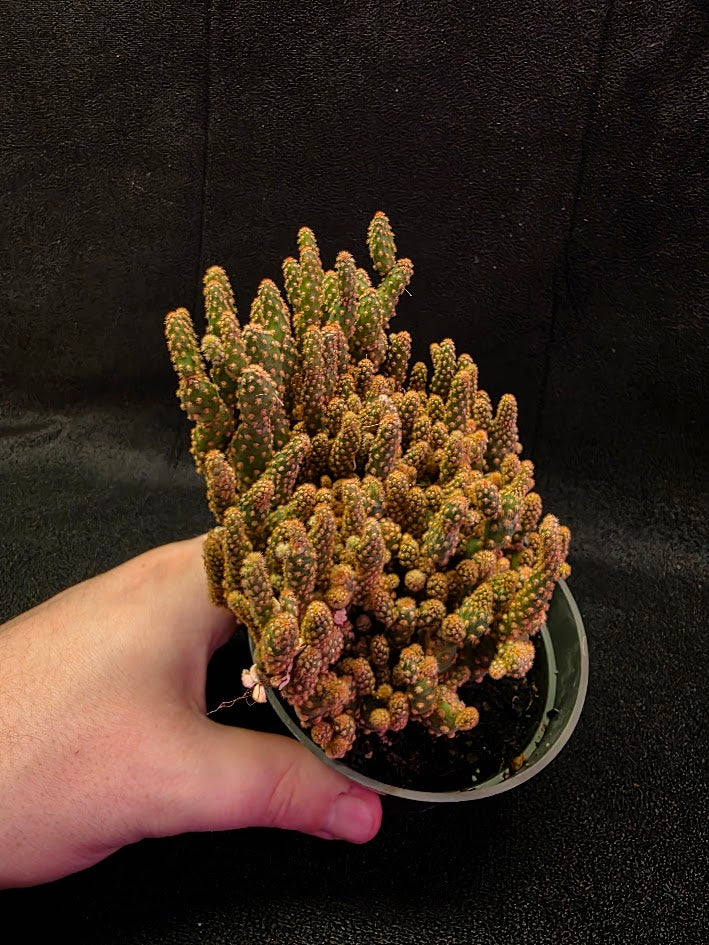 Desert Gem Cactus #02