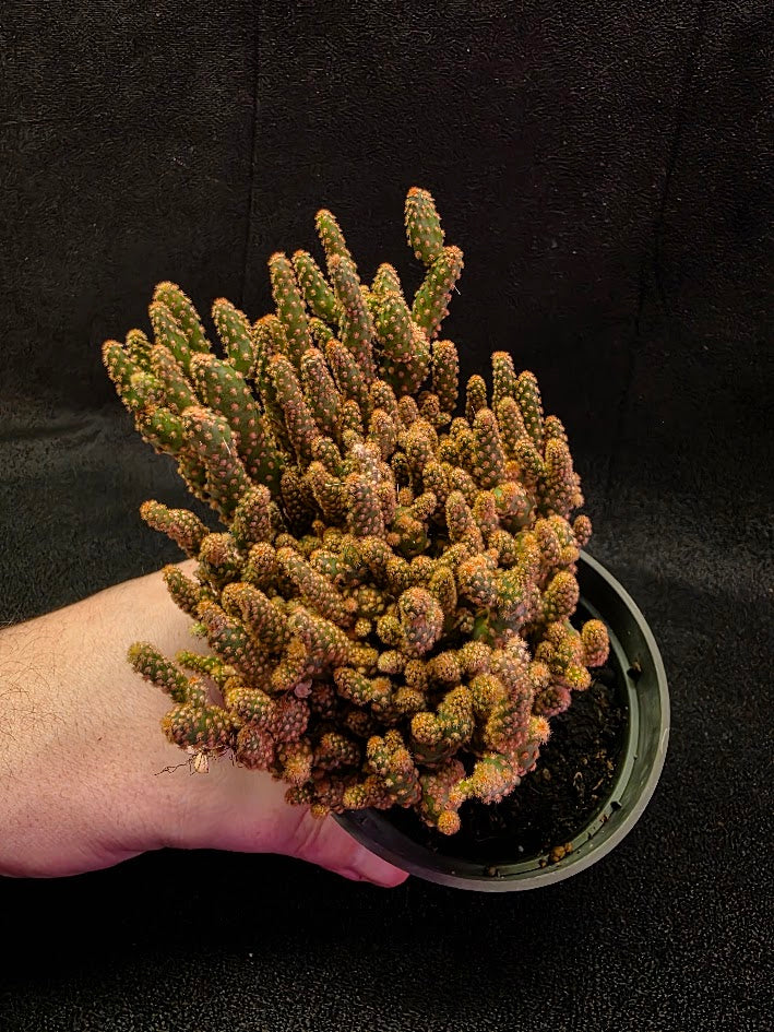 Desert Gem Cactus #02