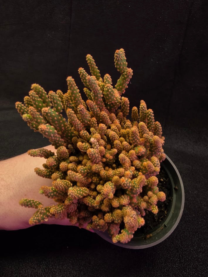 Desert Gem Cactus #02