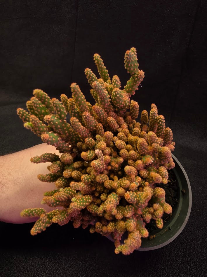 Desert Gem Cactus #02