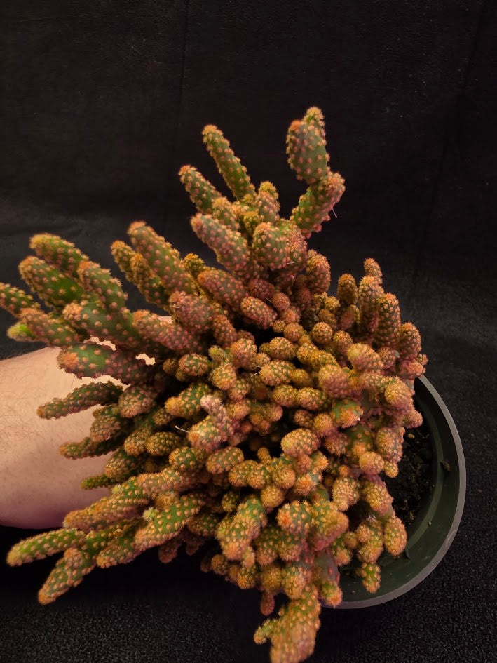 Desert Gem Cactus #02