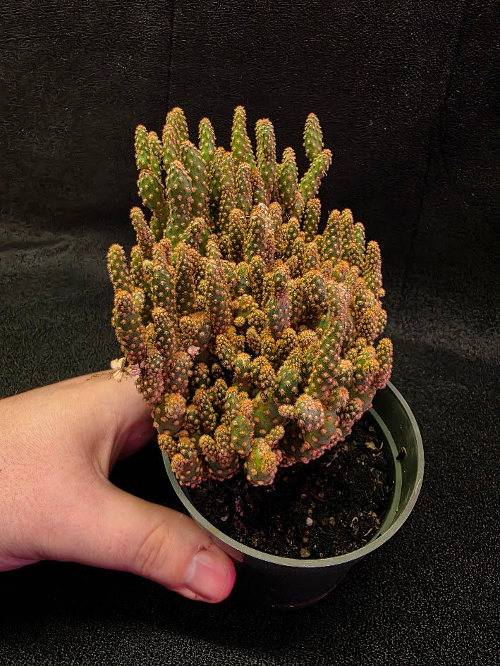 Desert Gem Cactus #02