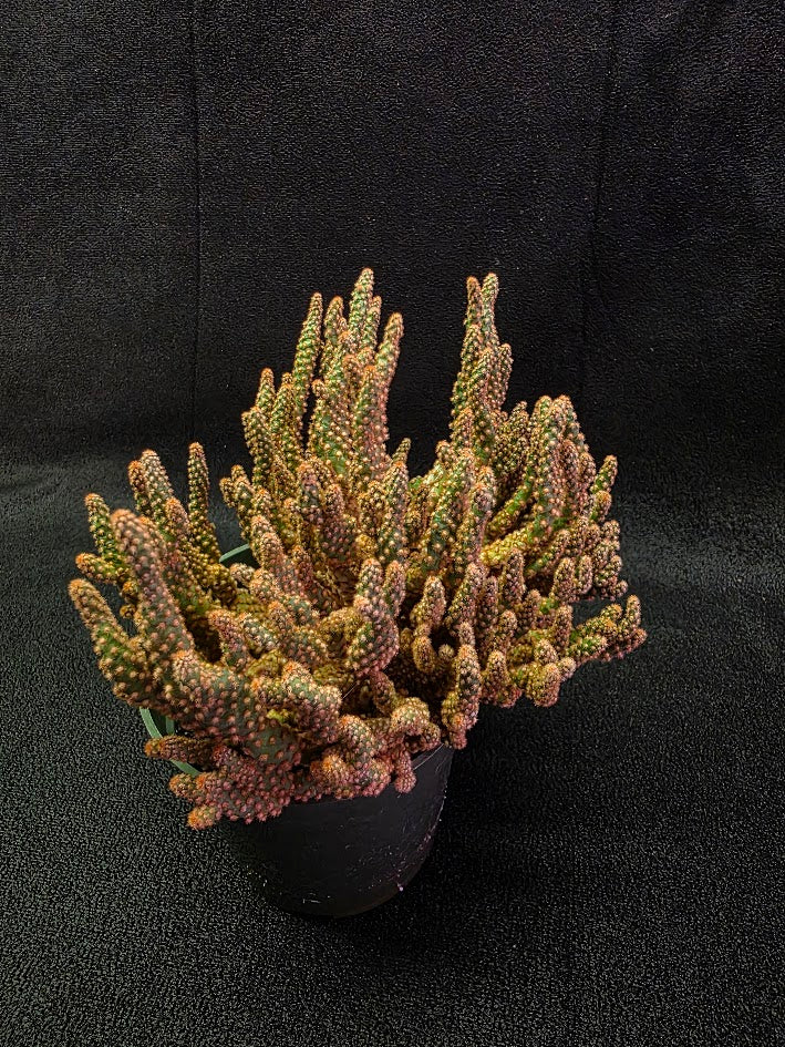 Desert Gem Cactus #03