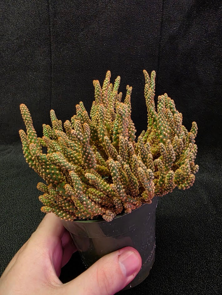 Desert Gem Cactus #03