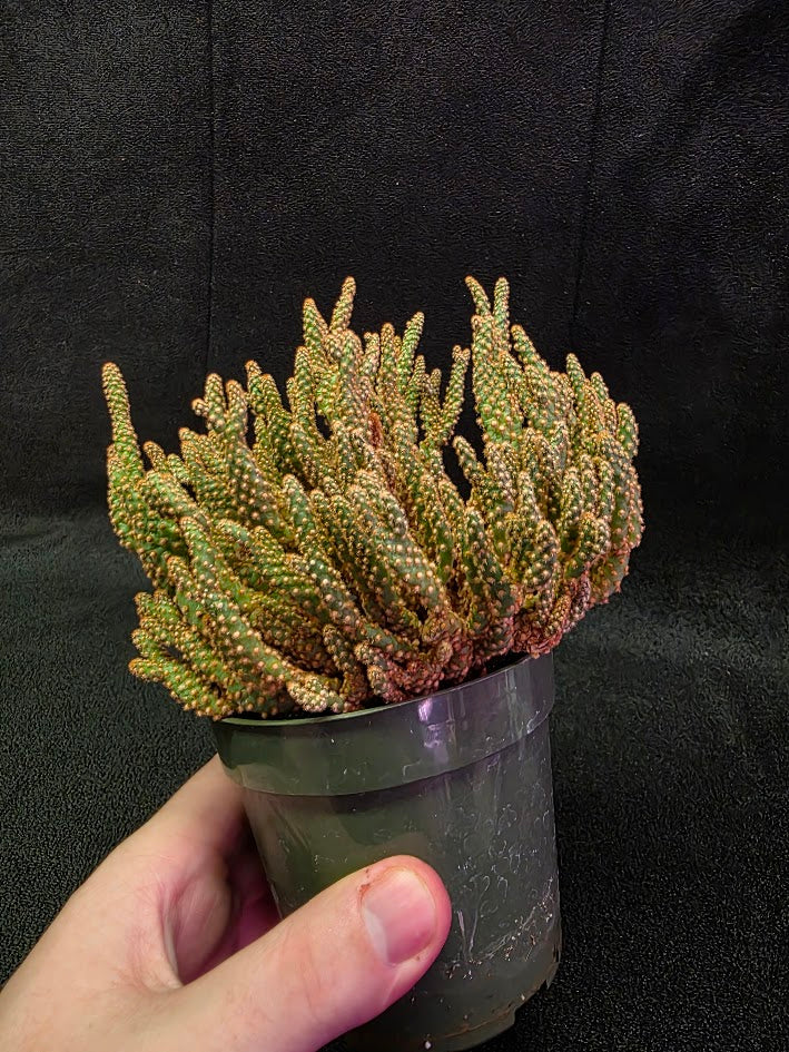Desert Gem Cactus #03