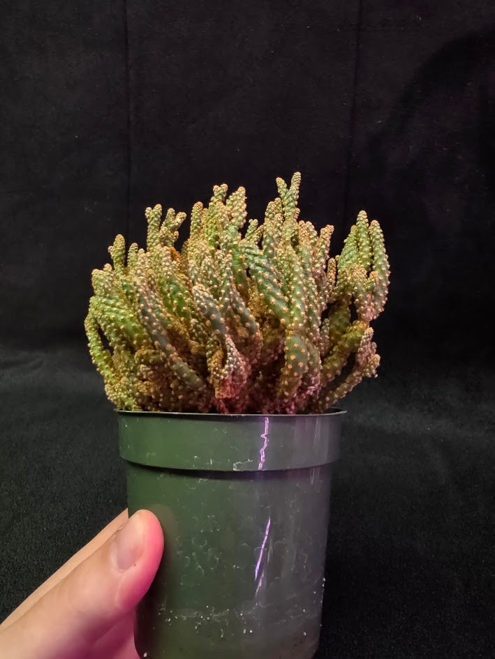 Desert Gem Cactus #03