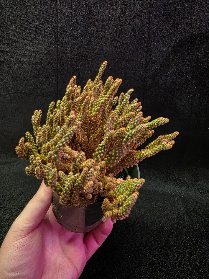 Desert Gem Cactus #03