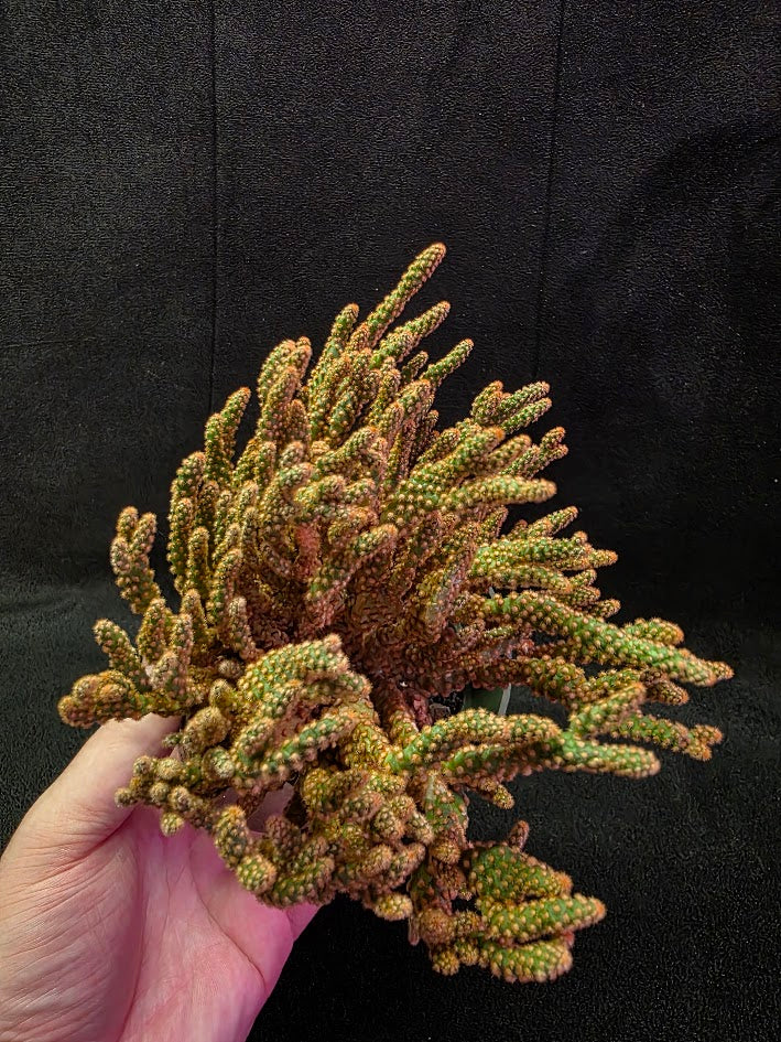 Desert Gem Cactus #03