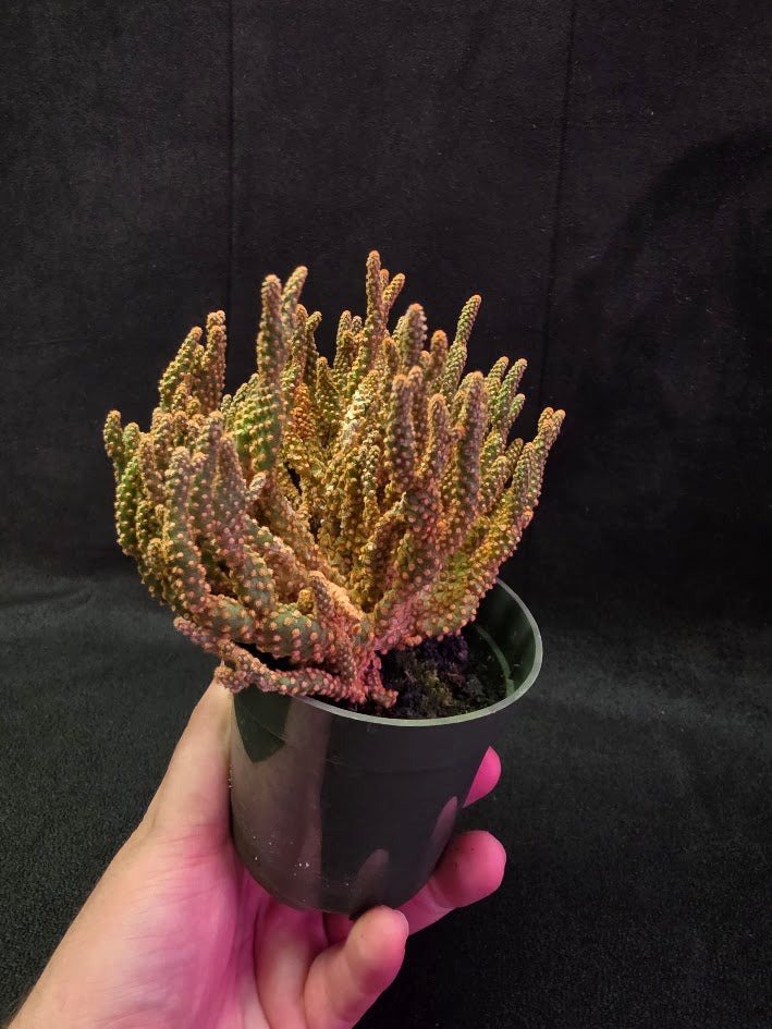 Desert Gem Cactus #03