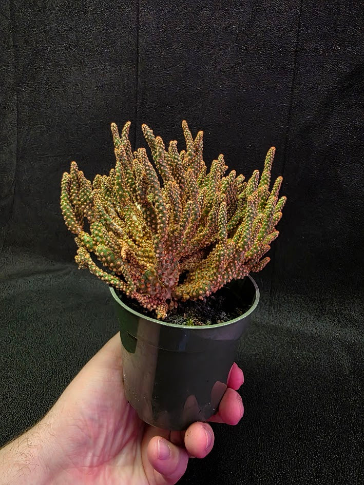 Desert Gem Cactus #03