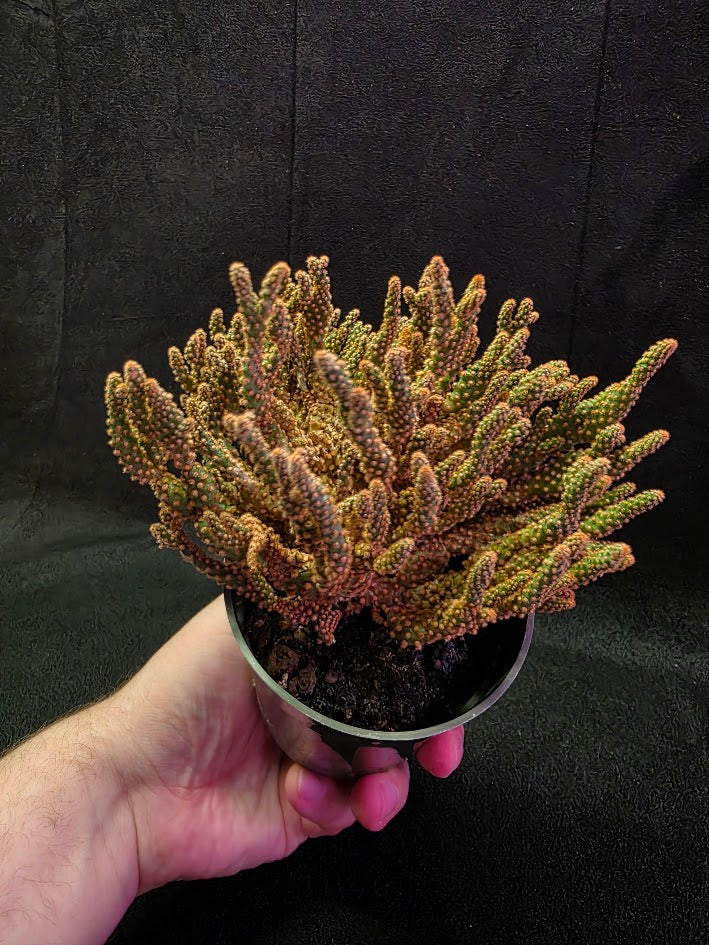 Desert Gem Cactus #03