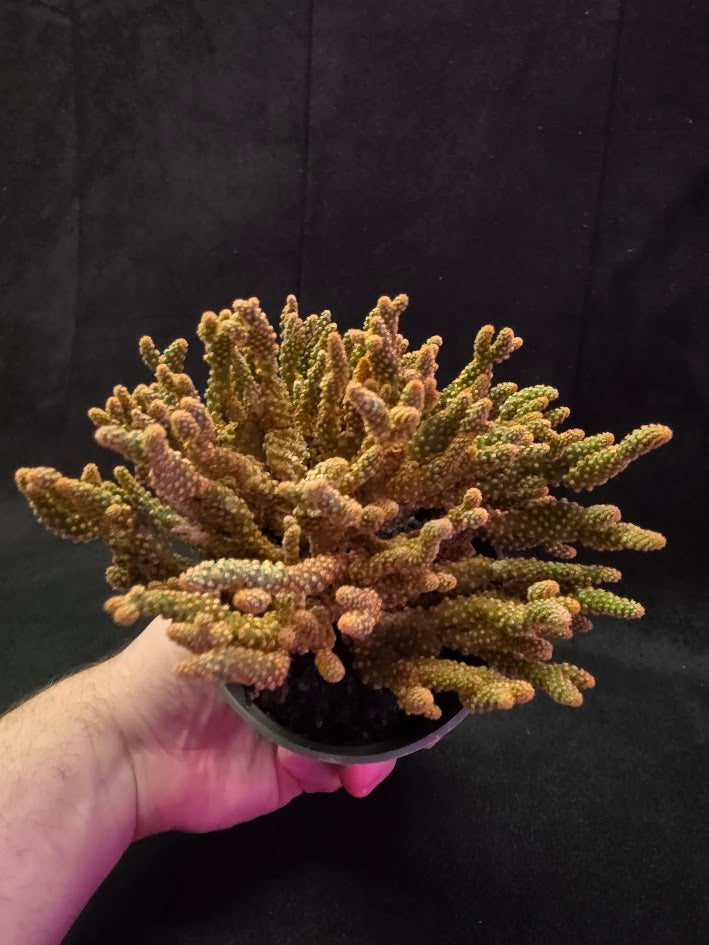 Desert Gem Cactus #03